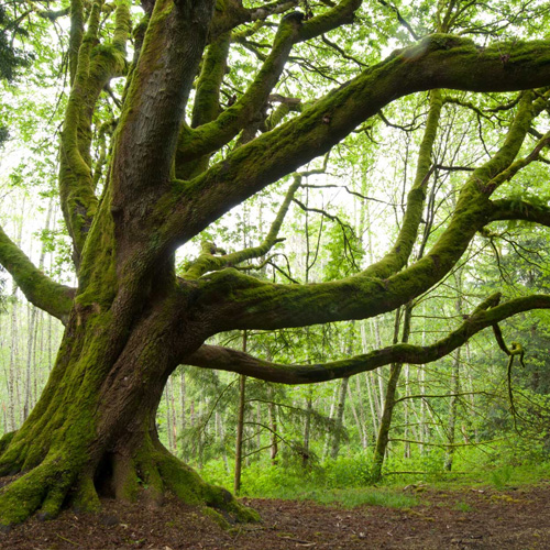 Master of Arts In Climate Action Leadership (MACAL) – Program Page