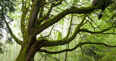 Master of Arts In Climate Action Leadership (MACAL) – Program Page