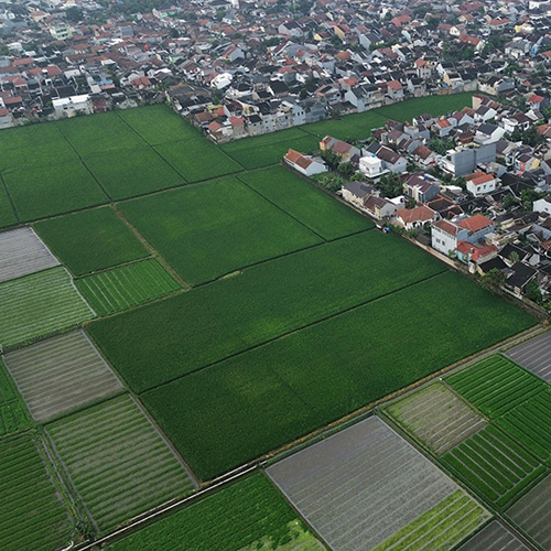 Just Transitions in Agrigenomics